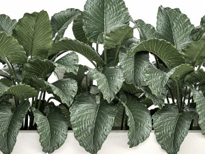 decorative alocasia in a white flowerpot for decor and interior design 509 3D Model