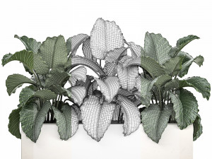 decorative alocasia in a white flowerpot for decor and interior design 509 Modello 3D