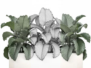 decorative alocasia in a white flowerpot for decor and interior design 509 3D Model