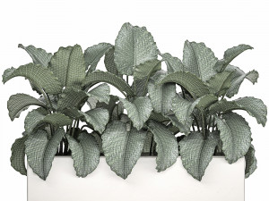 decorative alocasia in a white flowerpot for decor and interior design 509 Modello 3D
