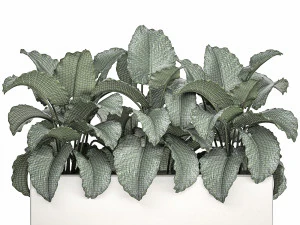 decorative alocasia in a white flowerpot for decor and interior design 509 3D Model