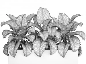 decorative alocasia in a white flowerpot for decor and interior design 509 3D Model