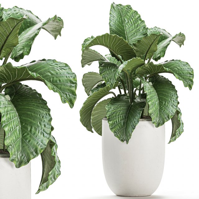 decorative alocasia in a white flowerpot for decor and interior design 510 3D Model .c4d .max .obj .3ds .fbx .stl .blend 