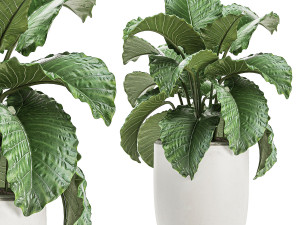 decorative alocasia in a white flowerpot for decor and interior design 510 3D Model