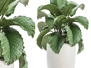 decoratieve alocasia in een witte bloempot voor decor en interieur 510 3D Model