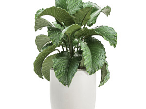 decorative alocasia in a white flowerpot for decor and interior design 510 3D Model