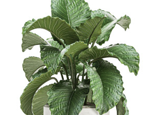 decorative alocasia in a white flowerpot for decor and interior design 510 3D Model