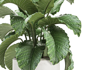 decorative alocasia in a white flowerpot for decor and interior design 510 3D Model