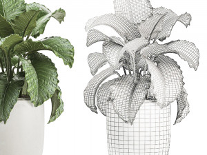 decorative alocasia in a white flowerpot for decor and interior design 510 3D Model