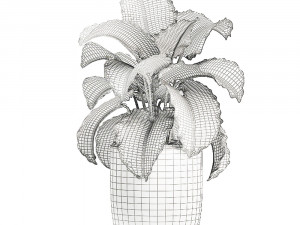decorative alocasia in a white flowerpot for decor and interior design 510 3D Model