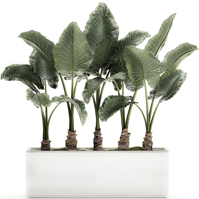 decorative alocasia in a white flowerpot for decor and interior design 511 3D Model .c4d .max .obj .3ds .fbx .stl .blend 