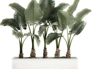 decorative alocasia in a white flowerpot for decor and interior design 511 3D Model
