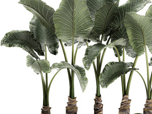 decorative alocasia in a white flowerpot for decor and interior design 511 3D Model
