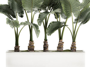 decorative alocasia in a white flowerpot for decor and interior design 511 3D Model