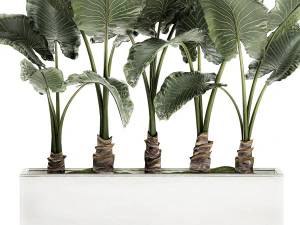 dekorative Alocasia in einem wei&szlig;en Blumentopf f&uuml;r Dekoration und Innenarchitektur 511 3D Modell