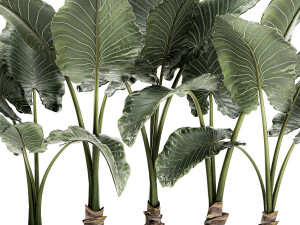 decorative alocasia in a white flowerpot for decor and interior design 511 3D Model