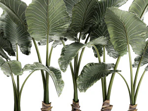 dekorative Alocasia in einem wei&szlig;en Blumentopf f&uuml;r Dekoration und Innenarchitektur 511 3D Modell