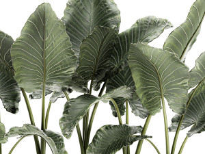 decorative alocasia in a white flowerpot for decor and interior design 511 3D Model