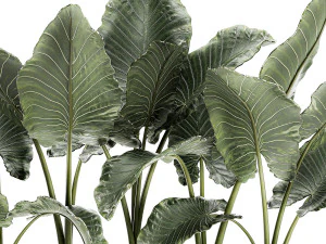 dekorative Alocasia in einem wei&szlig;en Blumentopf f&uuml;r Dekoration und Innenarchitektur 511 3D Modell