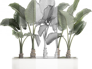 decorative alocasia in a white flowerpot for decor and interior design 511 3D Model