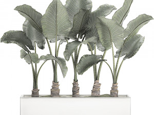 decorative alocasia in a white flowerpot for decor and interior design 511 3D Model