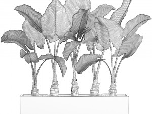 decorative alocasia in a white flowerpot for decor and interior design 511 3D Model