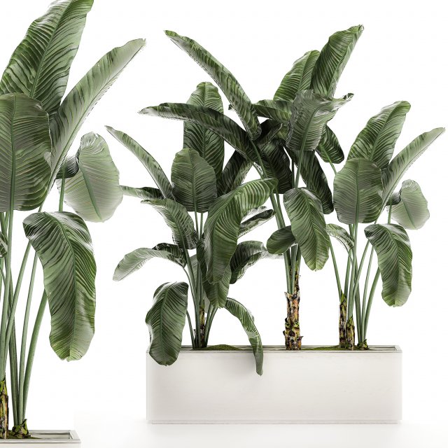 decorative banana in a white flowerpot for decor and interior design 512 3D 模型 .c4d .max .obj .3ds .fbx .stl .blend