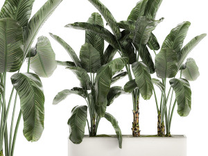 decorative banana in a white flowerpot for decor and interior design 512 Modelo 3D