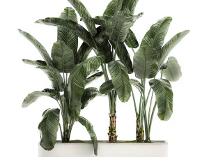 decorative banana in a white flowerpot for decor and interior design 512 3D Model