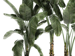 decorative banana in a white flowerpot for decor and interior design 512 3D Model