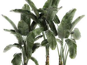 decorative banana in a white flowerpot for decor and interior design 512 3D 模型