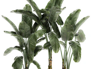 decorative banana in a white flowerpot for decor and interior design 512 3D Model