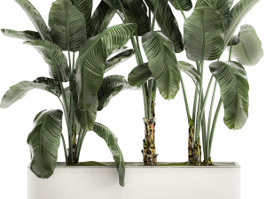 decorative banana in a white flowerpot for decor and interior design 512 3D 模型