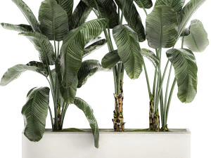 decorative banana in a white flowerpot for decor and interior design 512 3D Model