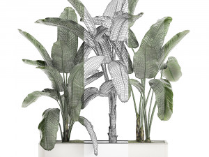 decorative banana in a white flowerpot for decor and interior design 512 3D 模型