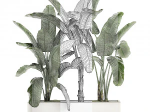 decorative banana in a white flowerpot for decor and interior design 512 3D Model