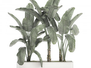 decorative banana in a white flowerpot for decor and interior design 512 3D 模型