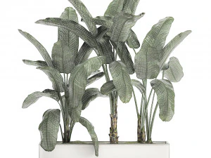 decorative banana in a white flowerpot for decor and interior design 512 3D Model