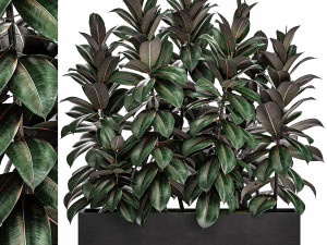 decorative ficus robusta in a black flowerpot for decor and interior design 514 Modelo 3D
