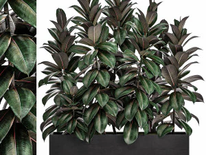 decorative ficus robusta in a black flowerpot for decor and interior design 514 3D Model