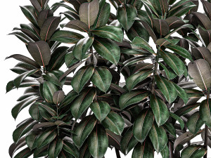 decorative ficus robusta in a black flowerpot for decor and interior design 514 3D 모델