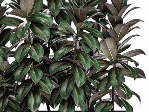 decorative ficus robusta in a black flowerpot for decor and interior design 514 3D 모델
