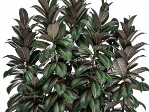 decorative ficus robusta in a black flowerpot for decor and interior design 514 3D 모델