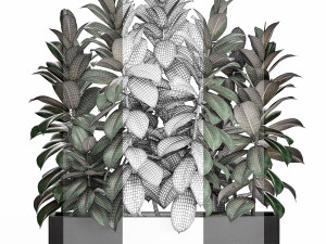decorative ficus robusta in a black flowerpot for decor and interior design 514 3D 모델