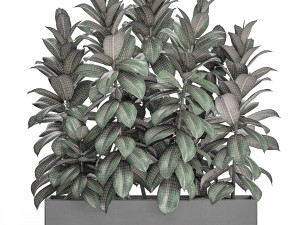 decorative ficus robusta in a black flowerpot for decor and interior design 514 3D 모델