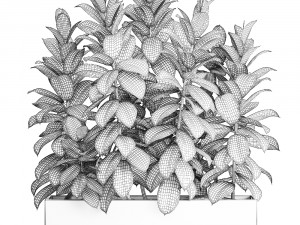 decorative ficus robusta in a black flowerpot for decor and interior design 514 3D 모델