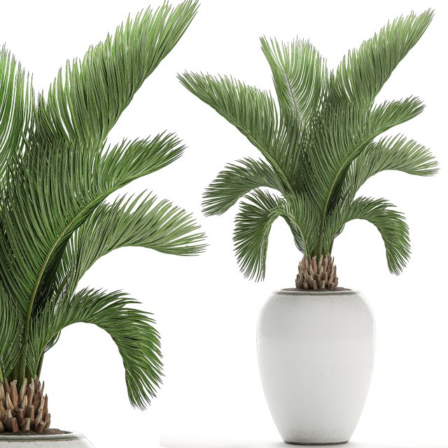 decorative palm in a white flowerpot for decor and interior design 513 3D Model .c4d .max .obj .3ds .fbx .stl .blend 
