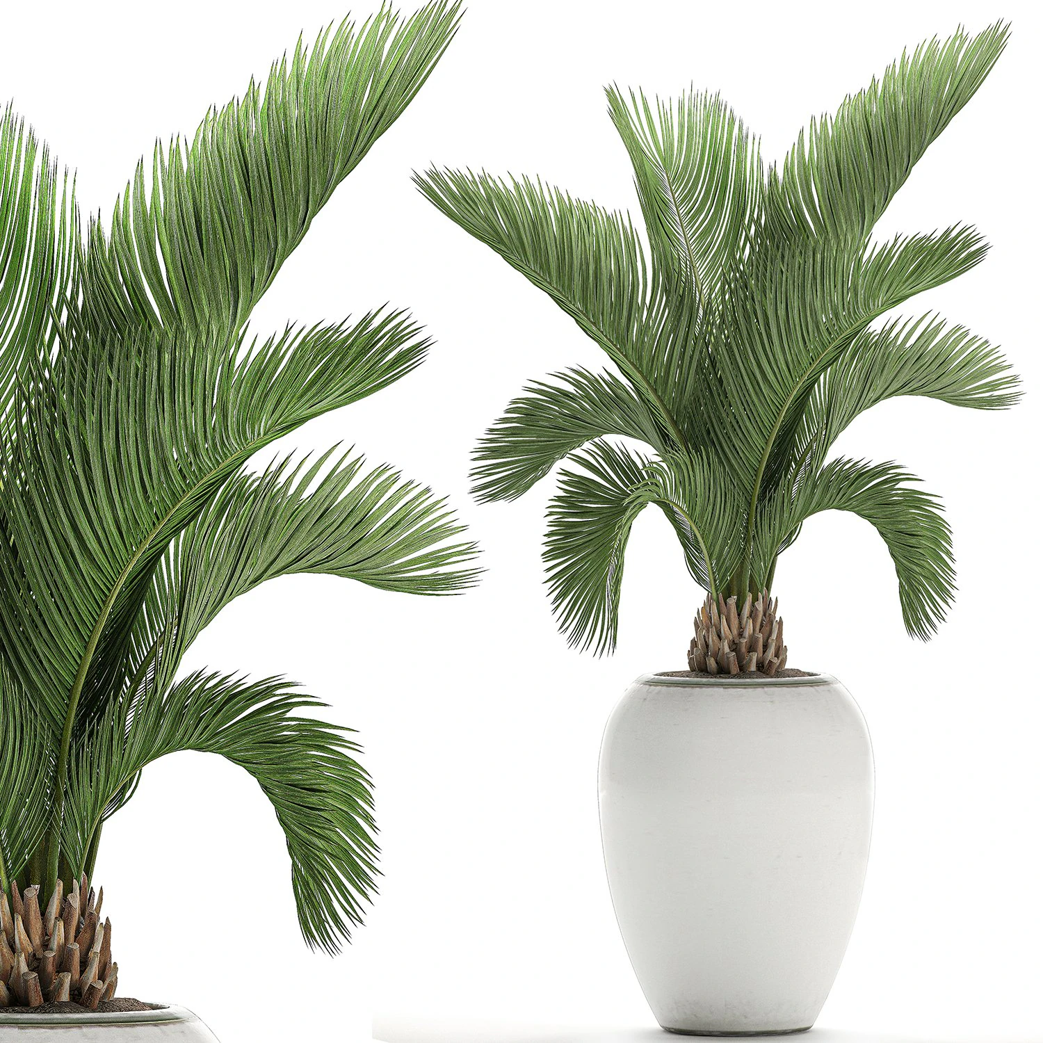 decorative palm in a white flowerpot for decor and interior design 513 3D Model .c4d .max .obj .3ds .fbx .stl .blend 