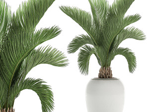 decorative palm in a white flowerpot for decor and interior design 513 3D Model