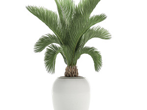 decorative palm in a white flowerpot for decor and interior design 513 3D Model